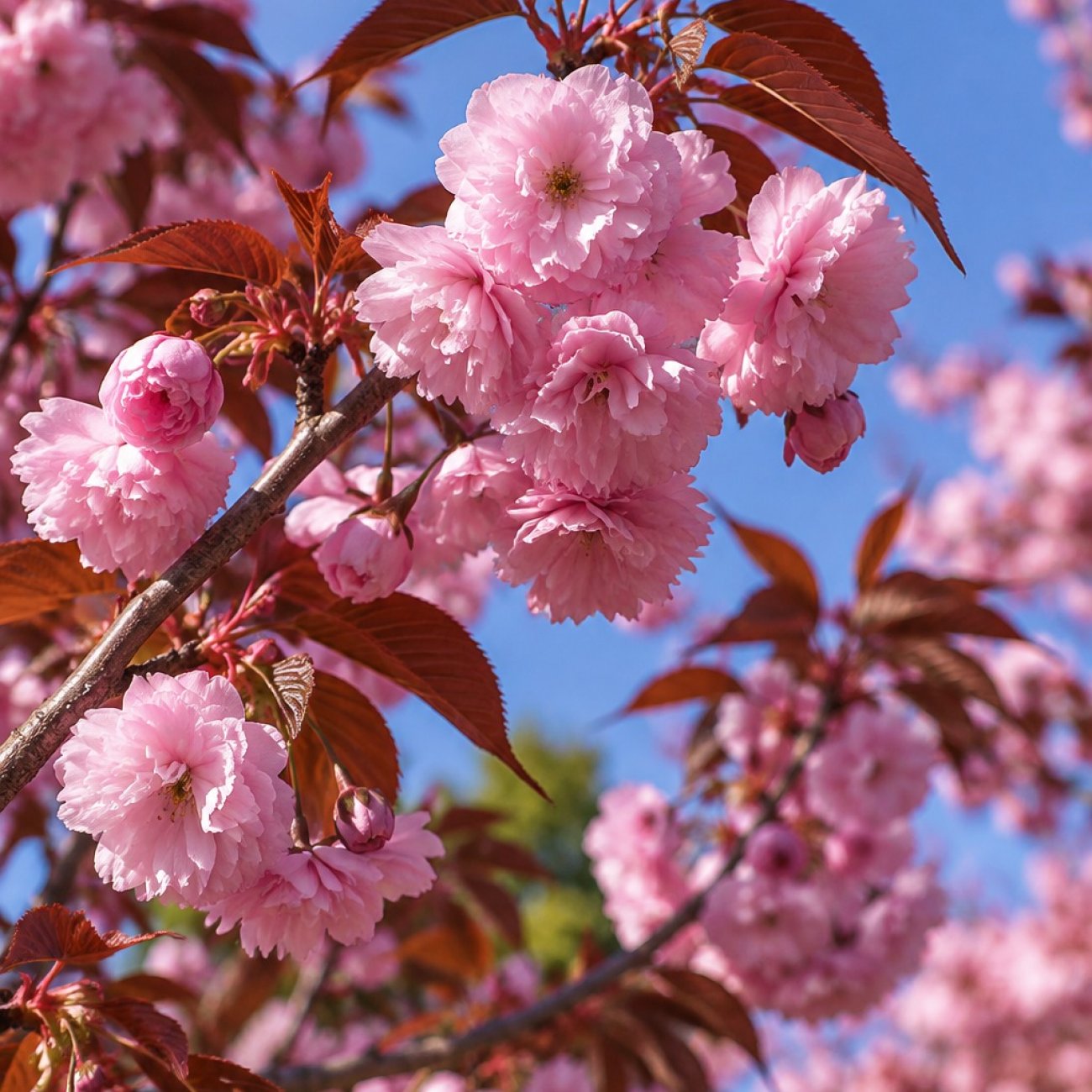 Obrázok Sakura ozdobná (Prunus serrulata) ‘ROYAL BURGUNDY’ - výška 50-80 cm, kont. C5L - KRÍK
